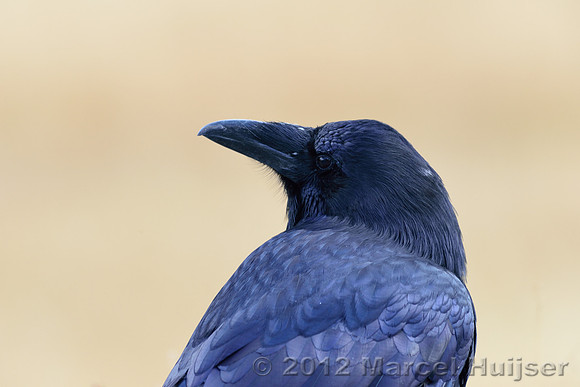 Common raven (Corvus corax), Wyoming, USA
