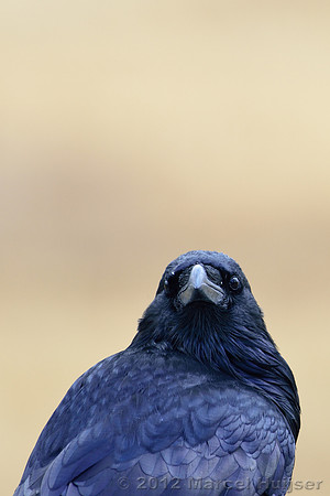 Common raven (Corvus corax), Wyoming, USA