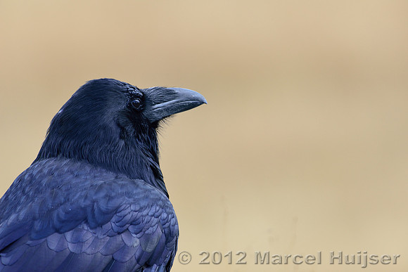 Common raven (Corvus corax), Wyoming, USA