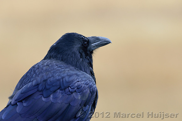 Common raven (Corvus corax), Wyoming, USA