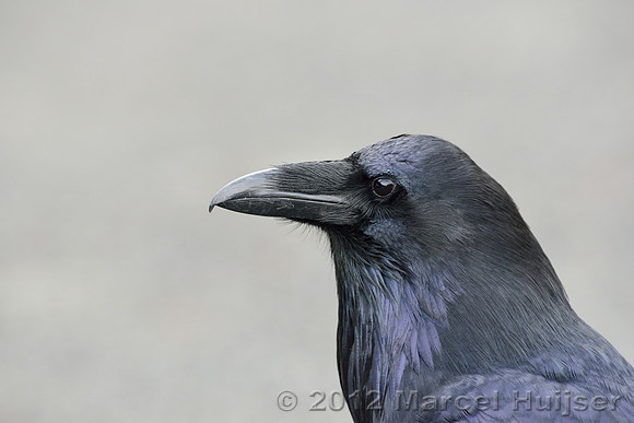 Common raven (Corvus corax), Wyoming, USA