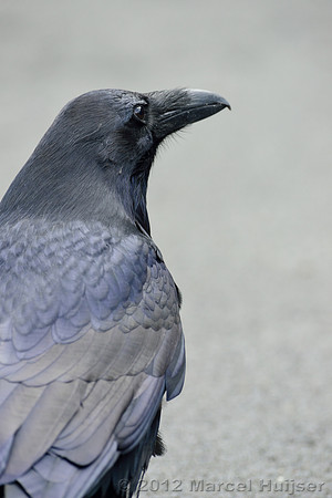 Common raven (Corvus corax), Wyoming, USA