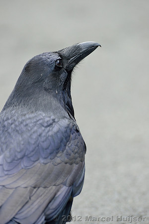 Common raven (Corvus corax), Wyoming, USA