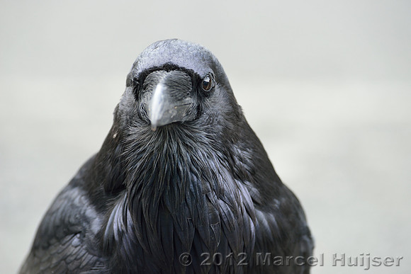 Common raven (Corvus corax), Wyoming, USA