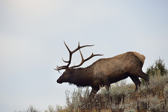 Bull elk (Cervus canadensis), Wyoming, USA