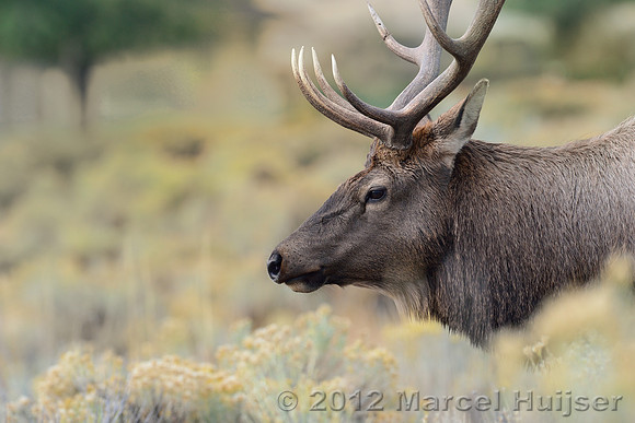 Bull elk (Cervus canadensis), Wyoming, USA