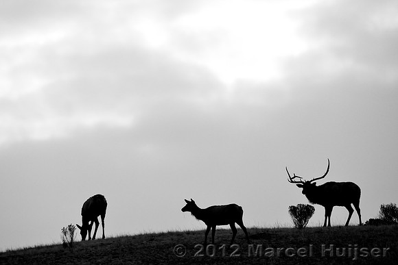 Bull elk and cows (Cervus canadensis), Wyoming, USA