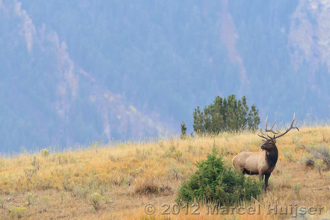 Wildlife: Bull elk (Cervus canadensis) in the rut, Wyoming, USA