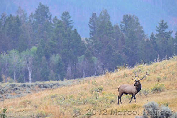 Bull elk (Cervus canadensis), Wyoming, USA