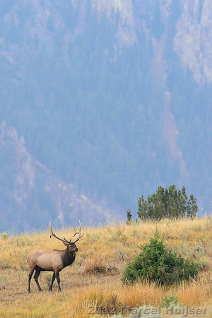Bull elk (Cervus canadensis), Wyoming, USA