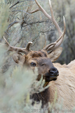 Bull elk (Cervus canadensis) with deformed nose, Montana, USA