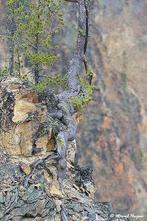 Grand Canyon of the Yellowstone, Yellowstone National Park, Wyoming, USA