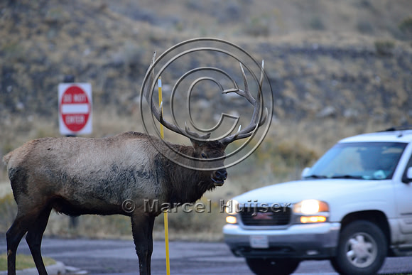 Bull elk (Cervus canadensis) next to road with traffic, Wyoming, USA