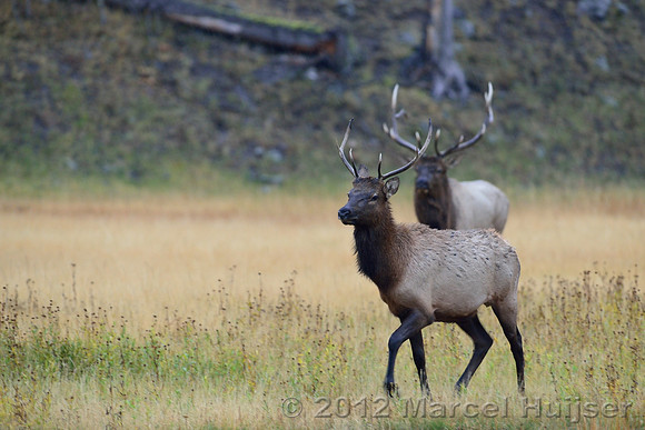 Bull elk (Cervus canadensis) chasing younger bull, Wyoming, USA
