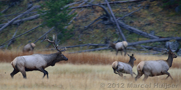 Bull elk (Cervus canadensis) herding cows and calves, Wyoming, USA