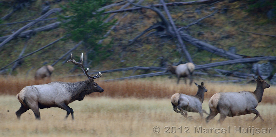 Bull elk (Cervus canadensis) herding cows and calves, Wyoming, USA