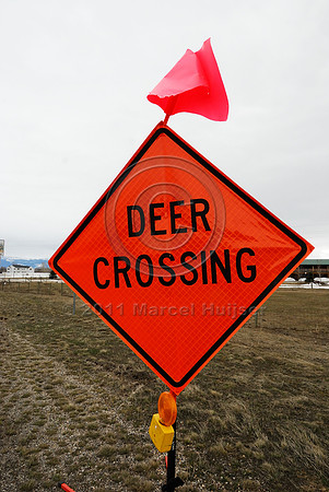 Temporary wildlife warning sign, Deer crossing, ID