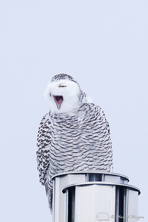 Snowy Owl (Bubo scandiacus), Montana, USA