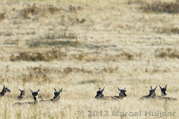 Pronghorn does (Antilocapra americana) bedded down in a grassland, Montana, USA