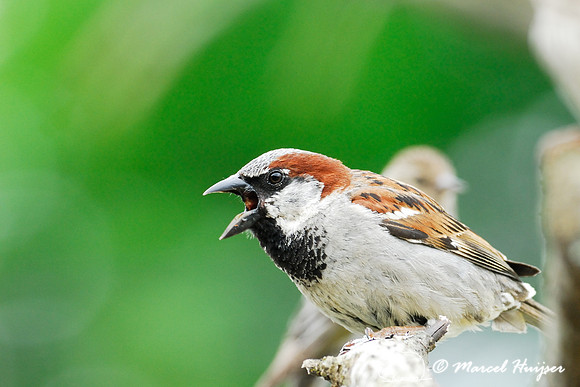 House sparrow (Passer domesticus) calling, Missoula, Montana, USA