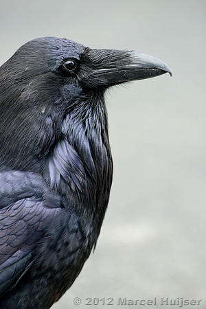 Common raven (Corvus corax), Wyoming, USA