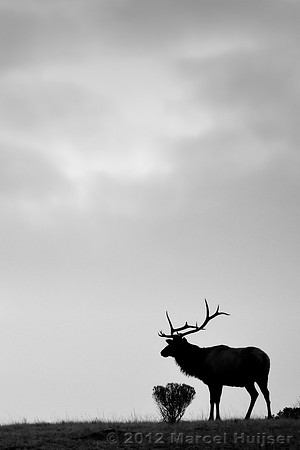 LIMITED EDITION Bull elk (Cervus canadensis), Wyoming, USA
