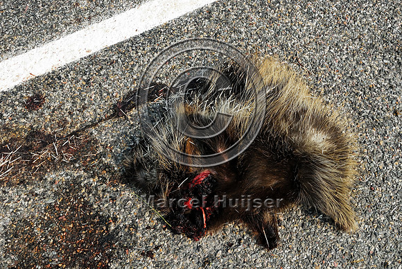 North American porcupine (Erethizon dorsatum), Montana, USA