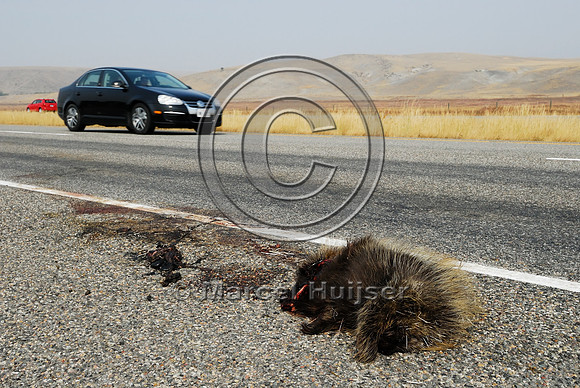 North American porcupine (Erethizon dorsatum), Montana, USA