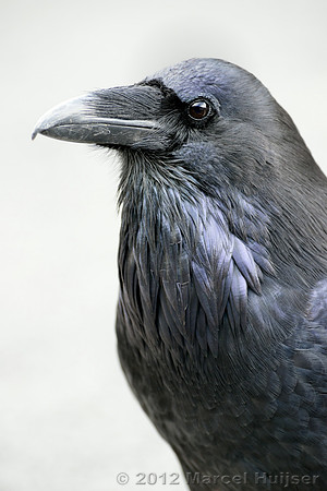 Common raven (Corvus corax), Wyoming, USA