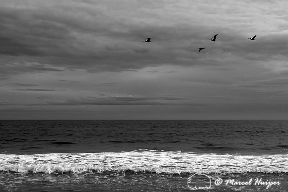 Brown pelicans (Pelecanus occidentalis) over Gulf (in infrared), Florida, USA