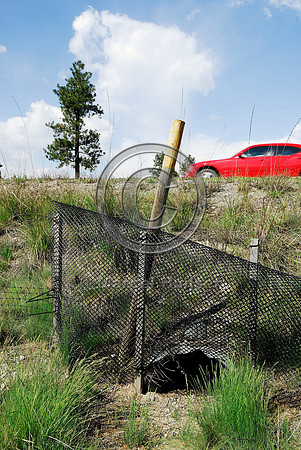 American badger (Taxidae taxus) pipe and fence, BC