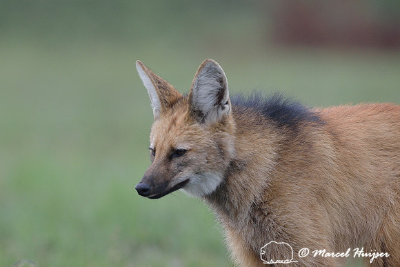 Maned wolf (Chrysocyon brachyurus), Parque Nacional da Serra da Canastra, Minas Gerais, Brazil