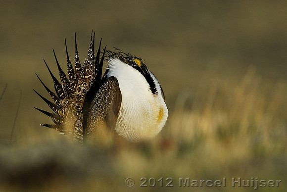 Male sage grouse (Centrocercus urophasianus) in a lek and displaying, near Bannack, Montana, USA