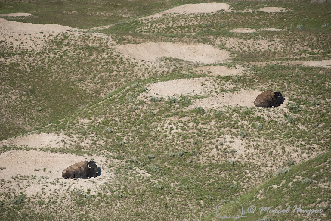 Bison (Bison bison), Montana, USA