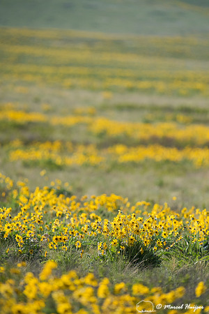 Arrowleaf balsamroot (Balsamorhiza sagittata), Montana, USA
