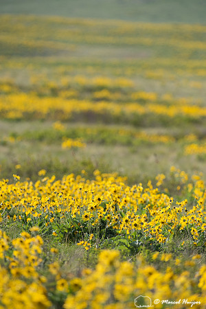Arrowleaf balsamroot (Balsamorhiza sagittata), Montana, USA