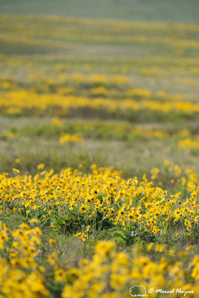 Arrowleaf balsamroot (Balsamorhiza sagittata), Montana, USA
