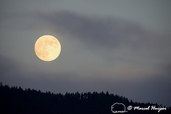 Moon rising over forested ridge, Montana, USA