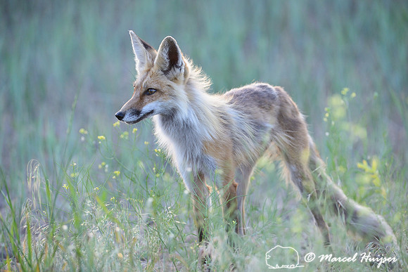 Red fox (Vulpes vulpes) adult, Montana, USA