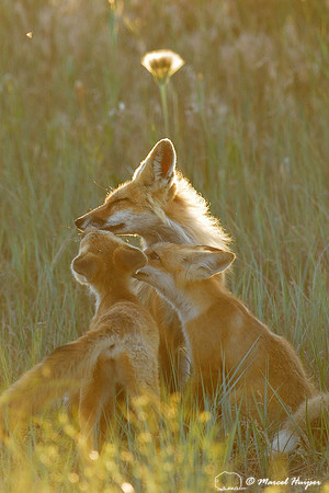 Red fox (Vulpes vulpes) adult and kits grooming and greeting, Montana, USA