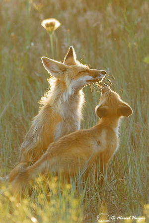 Red fox (Vulpes vulpes) adult and kits grooming and greeting, Montana, USA