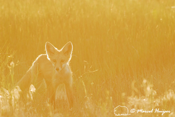 Red fox (Vulpes vulpes) kit against the golden light, Montana, USA