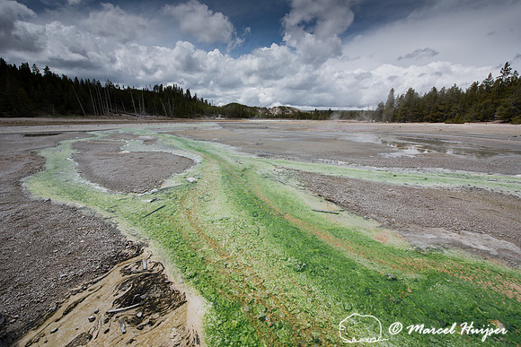 Bright green algae (Cyanidium sp.), Norris geyser Basin, Yellows