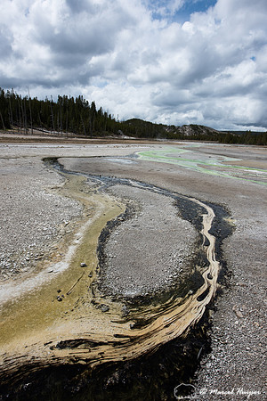 Algae (Cyanidium sp.), Norris geyser Basin, Yellowstone National