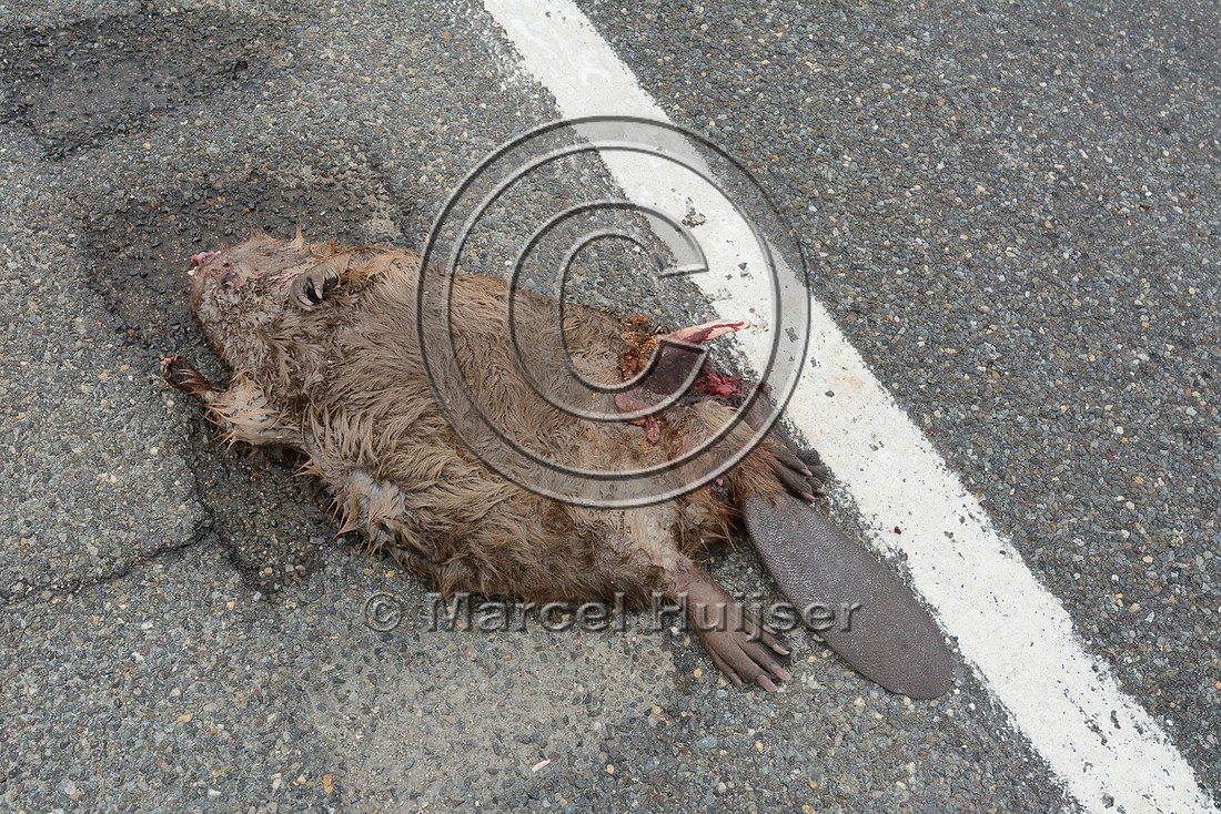 North American beaver (Castor canadensis) roadkill, Montana, USA