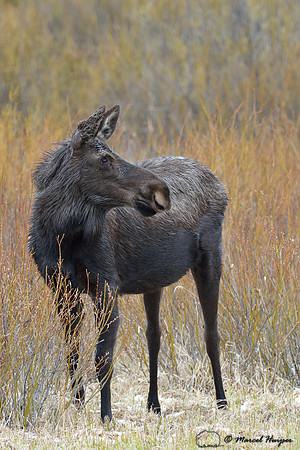 Moose (Alces alces) eating willows, Montana, USA