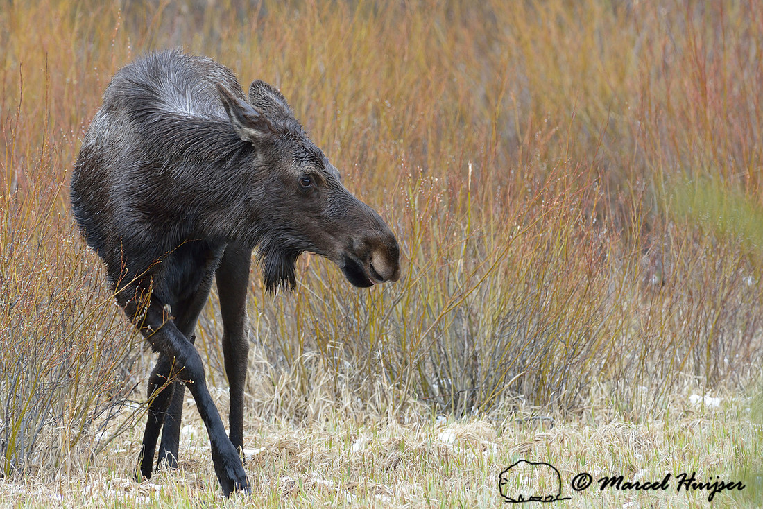 Moose (Alces alces) eating willows, Montana, USA