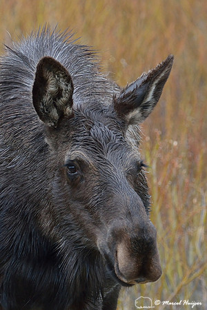 Moose (Alces alces) eating willows, Montana, USA
