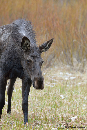 Moose (Alces alces) eating willows, Montana, USA