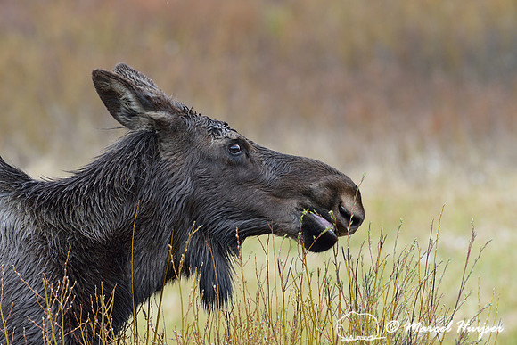 Moose (Alces alces) eating willows, Montana, USA